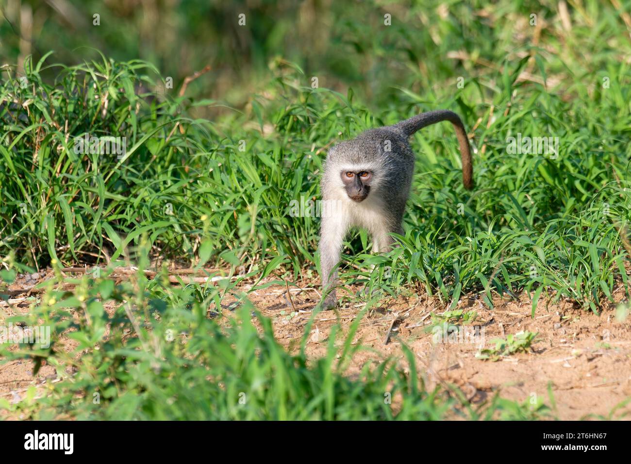 Singe vervet (Cercopithecus aethiops) marchant sur l'herbe, province du Kwazulu Natal, Afrique du Sud Banque D'Images