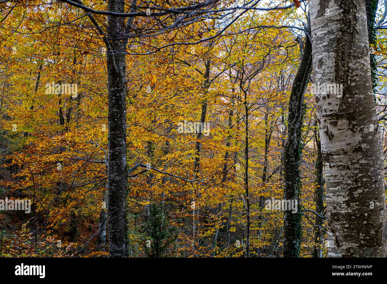Forêt en automne dans la région de la Garrotxa dans la province de Gérone en Catalogne Espagne Banque D'Images