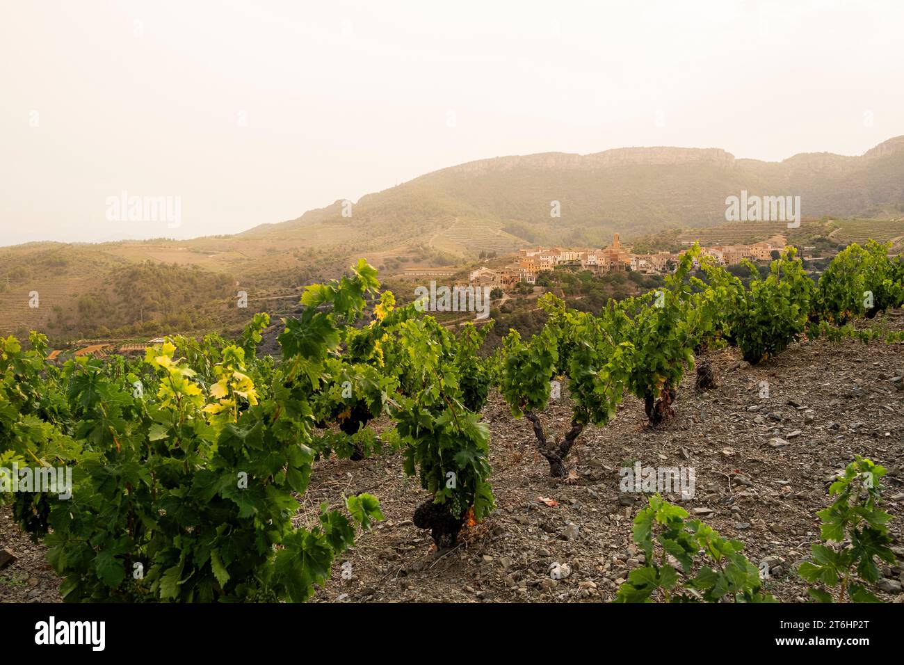 Paysage avec vignes au printemps dans la région d'appellation Priorat en Catalogne en Espagne Banque D'Images