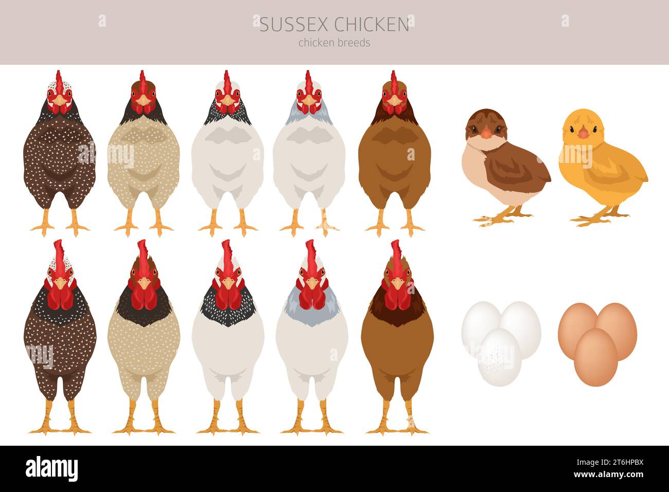 Sussex Chicken élève des cliparts. Volailles et animaux de ferme. Jeu de couleurs différentes. Illustration vectorielle Illustration de Vecteur