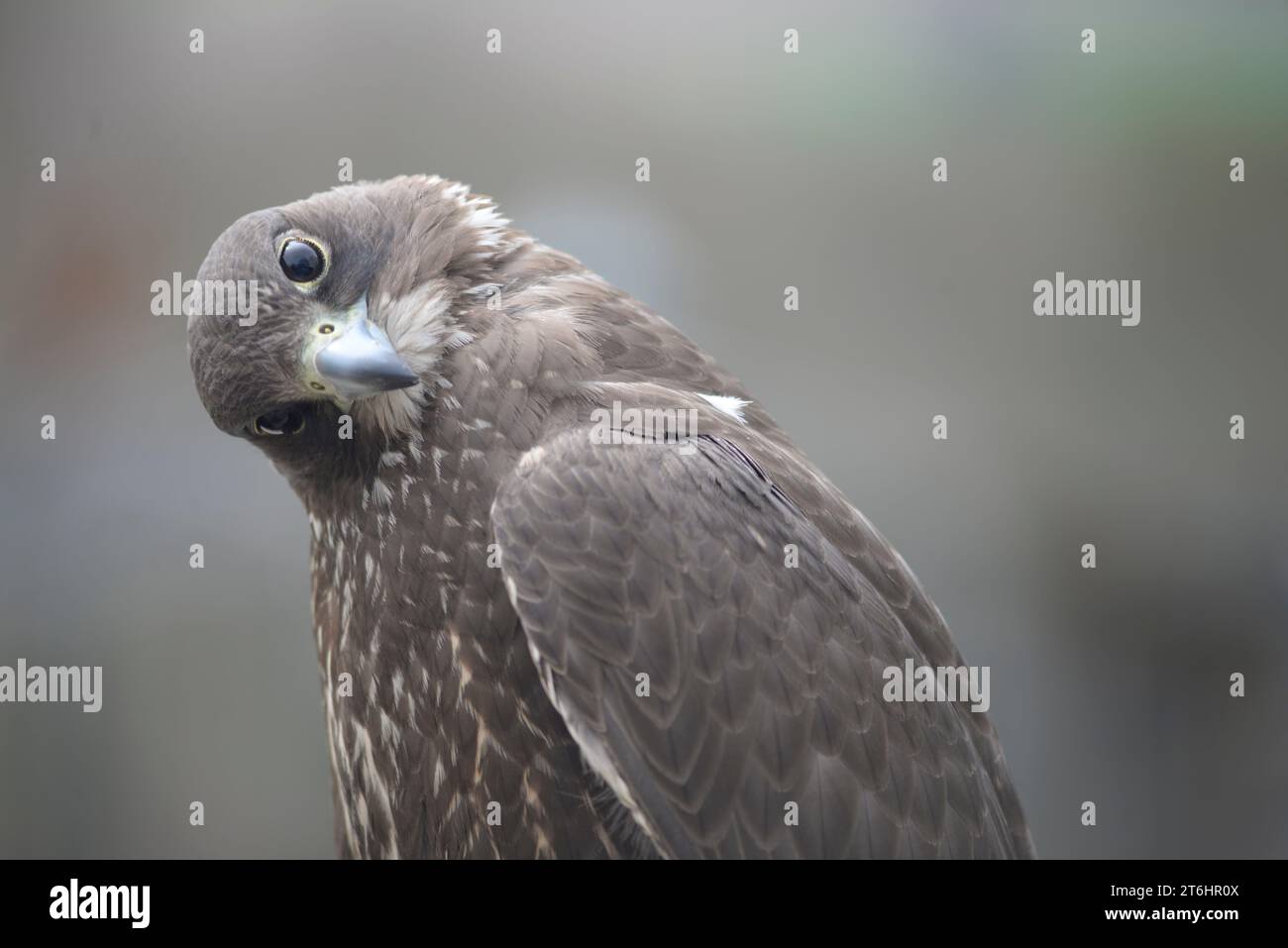 Buzzard eurasien, Buteo buteo Banque D'Images