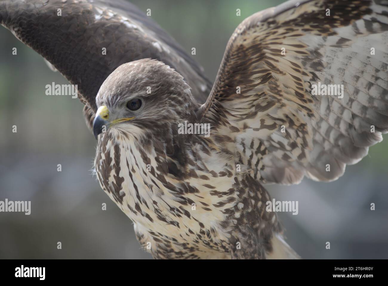 Buzzard eurasien, Buteo buteo Banque D'Images