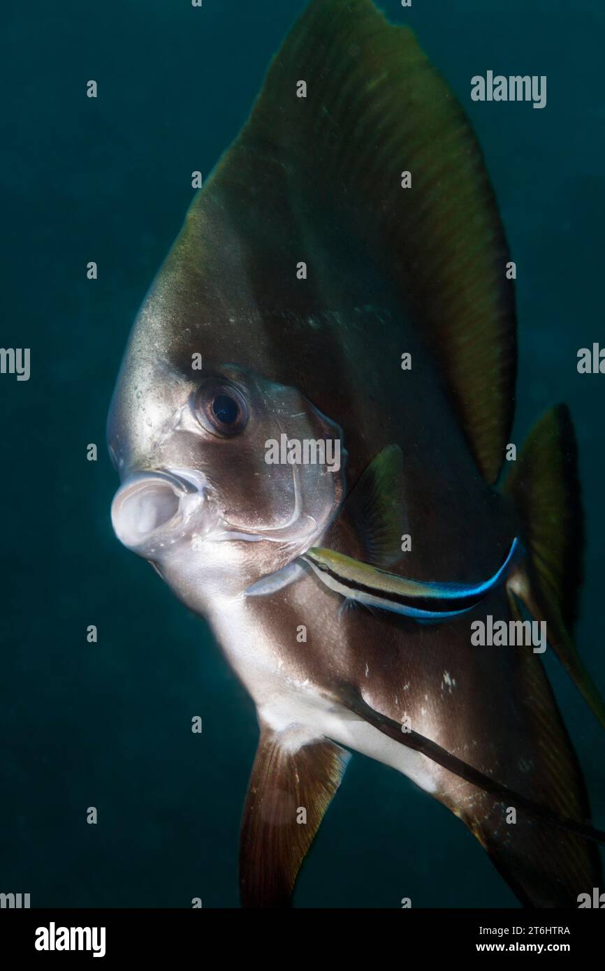 Cleanerwrase nettoie Batfish, Labroides dimidiatus, Raja Ampat, Papouasie occidentale, Indonésie Banque D'Images