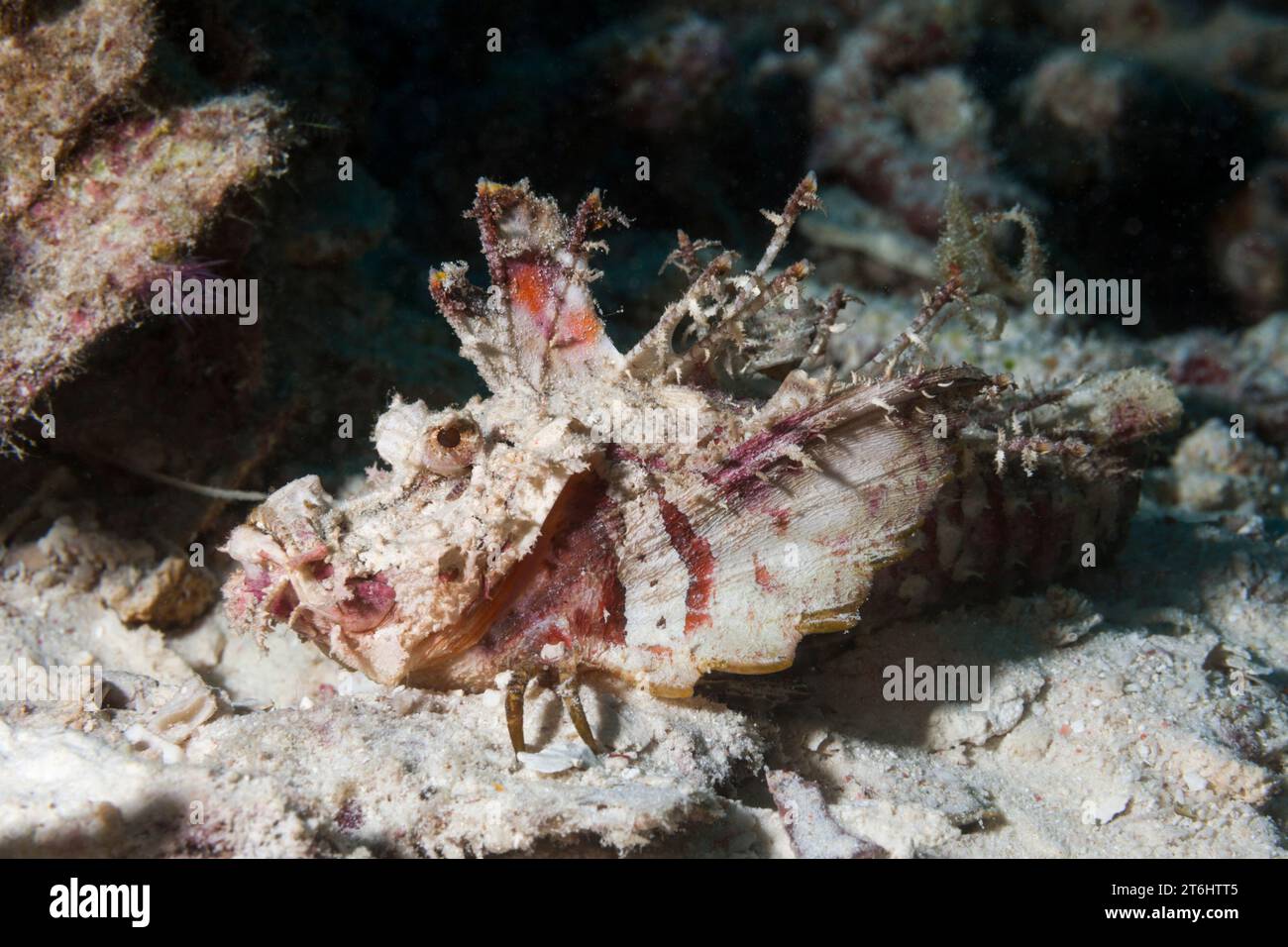 Caledonien Stinger, Inimicus caledonicus, Raja Ampat, Papouasie occidentale, Indonésie Banque D'Images