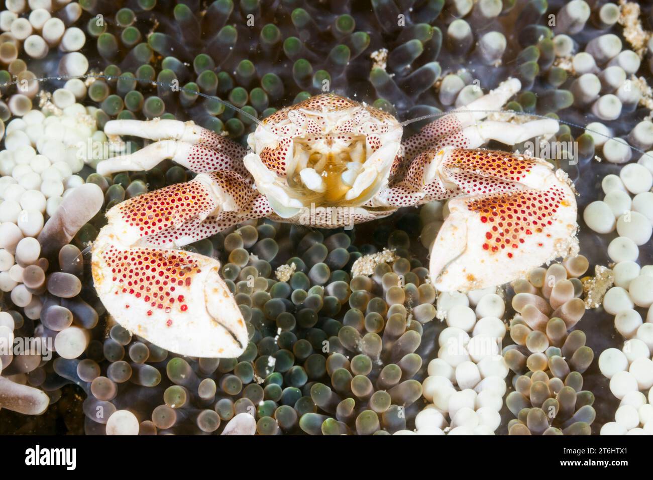 Crabe en porcelaine à Anémone, Neopetrolisthes maculatus, Raja Ampat, Papouasie occidentale, Indonésie Banque D'Images