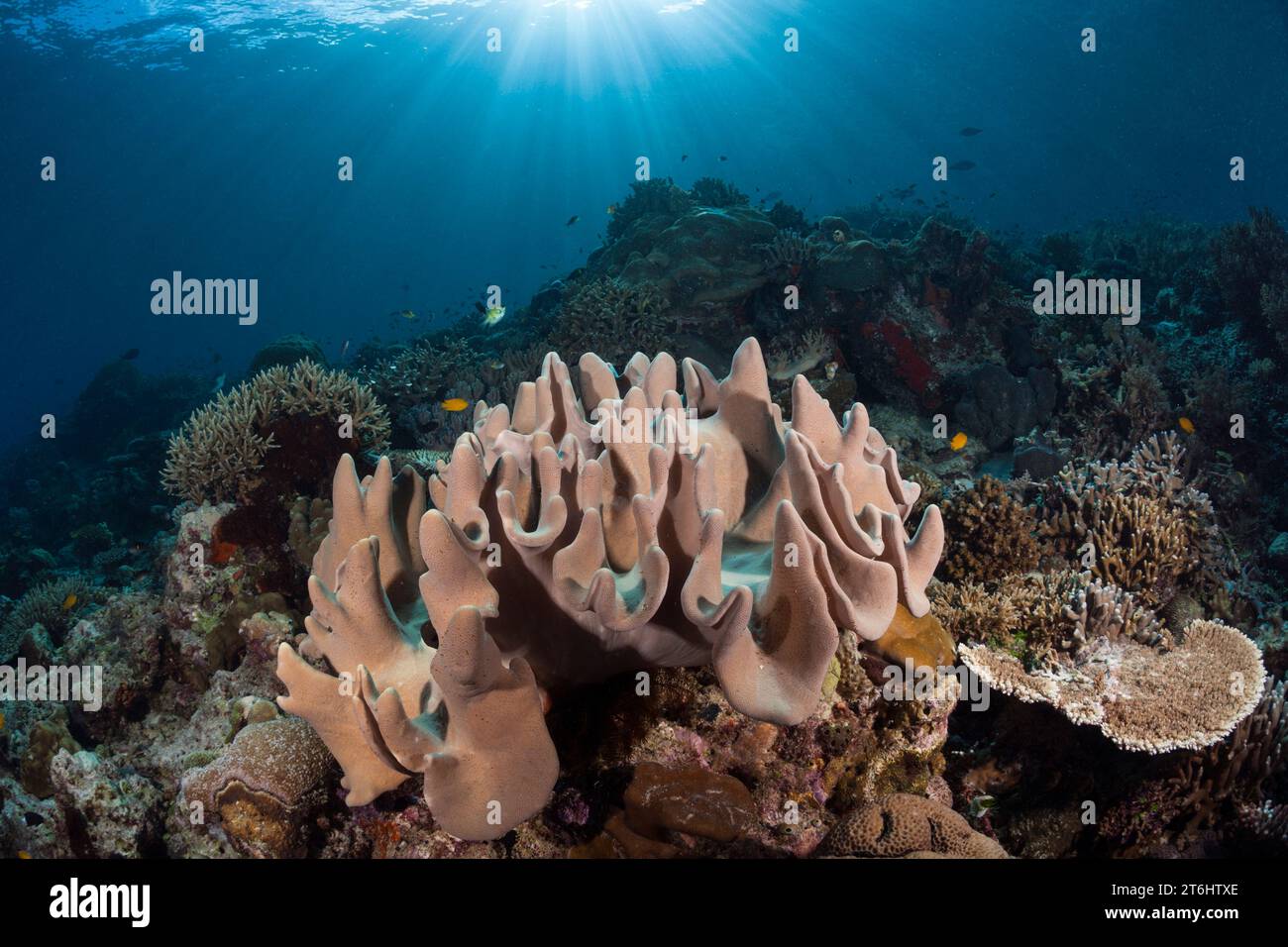 Récif corallien avec corail en cuir, Raja Ampat, Papouasie occidentale, Indonésie Banque D'Images