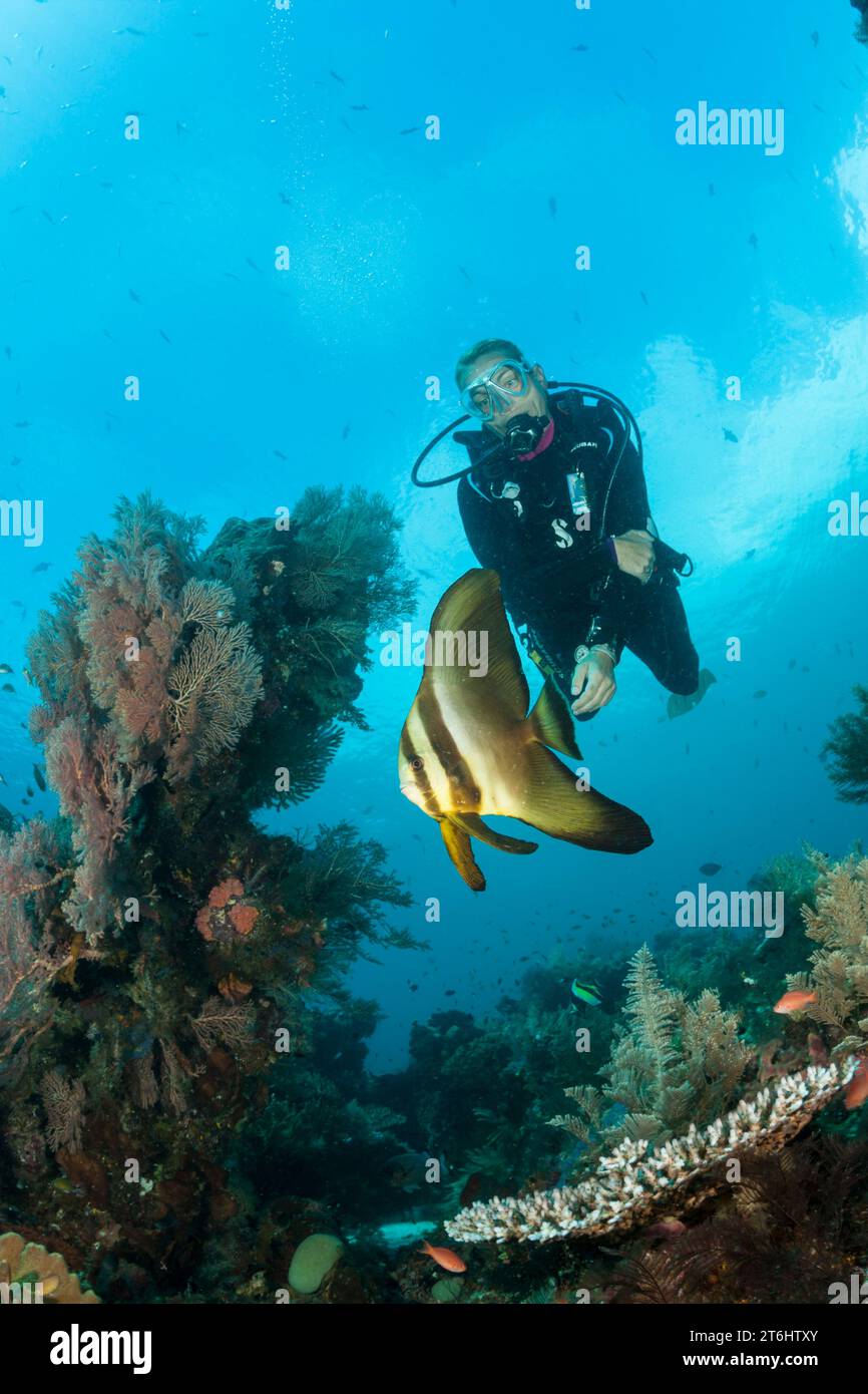 Scuba Diver et petit platax teira, platax, Raja Ampat, Papouasie occidentale, en Indonésie Banque D'Images