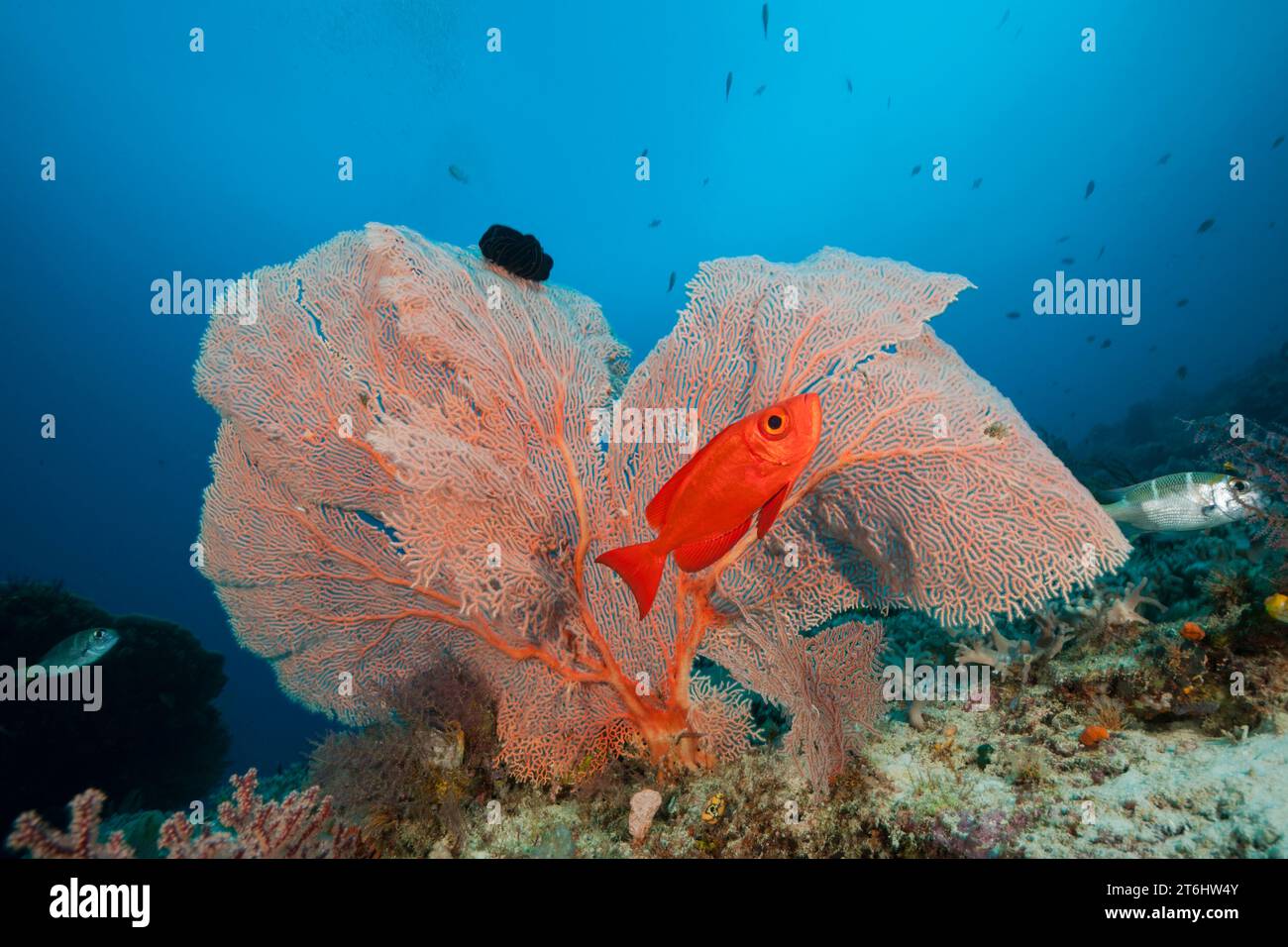 Queue de croissant, Priacanthus hamrur obèse, Raja Ampat, Papouasie occidentale, en Indonésie Banque D'Images