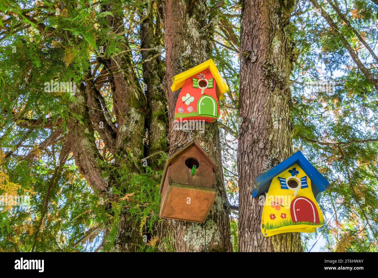 Boîtes à oiseaux décoratives colorées suspendues à un arbre Banque D'Images