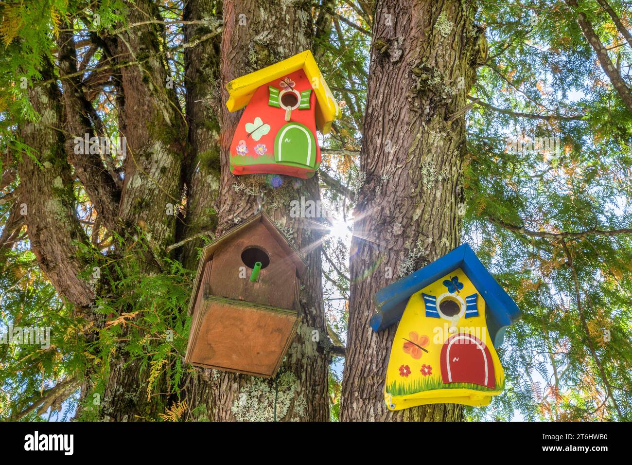 Boîtes à oiseaux décoratives colorées suspendues à un arbre Banque D'Images