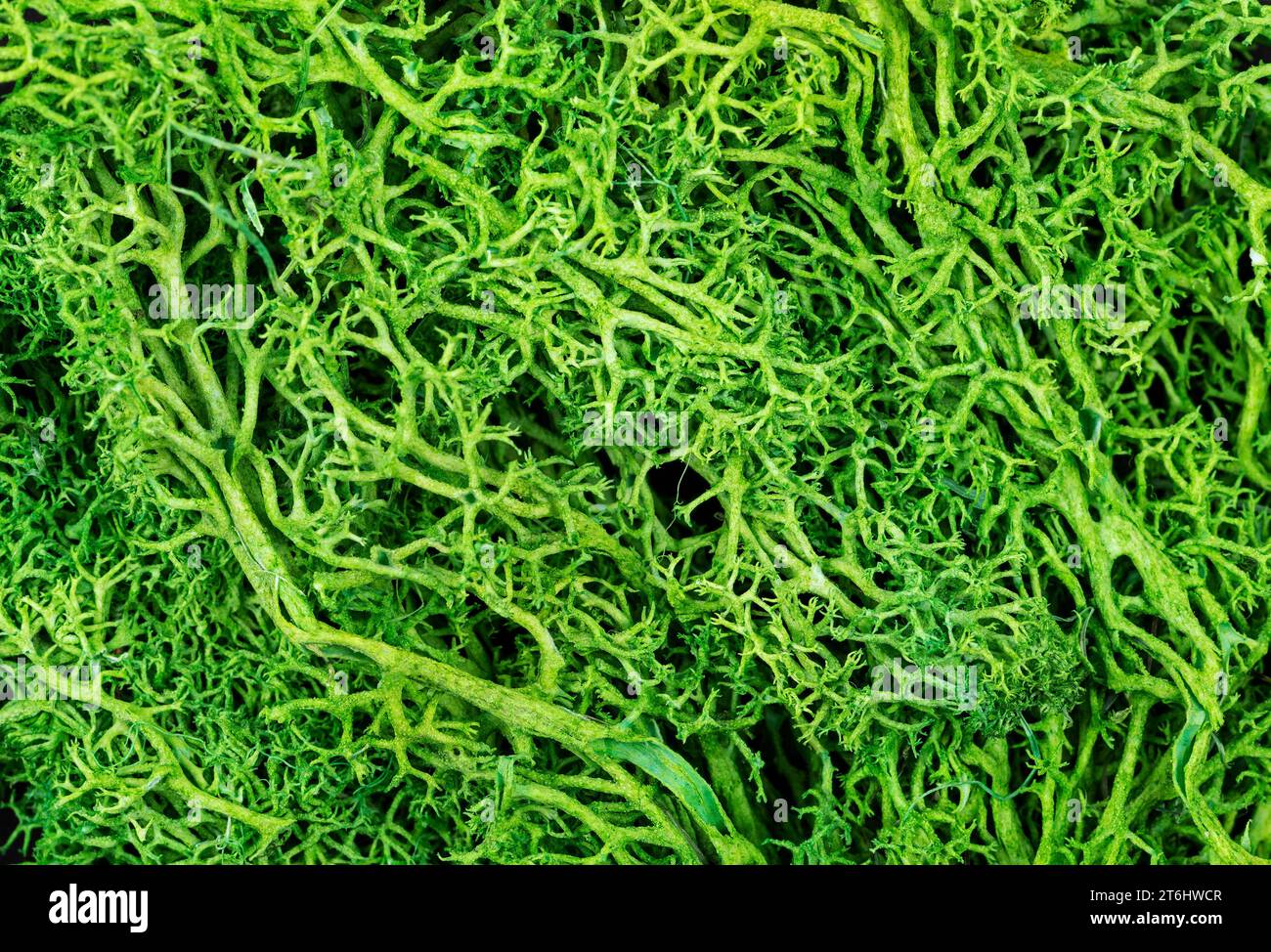 Gros plan lichen de renne comme arrière-plan. Papier peint de lichen de renne Banque D'Images