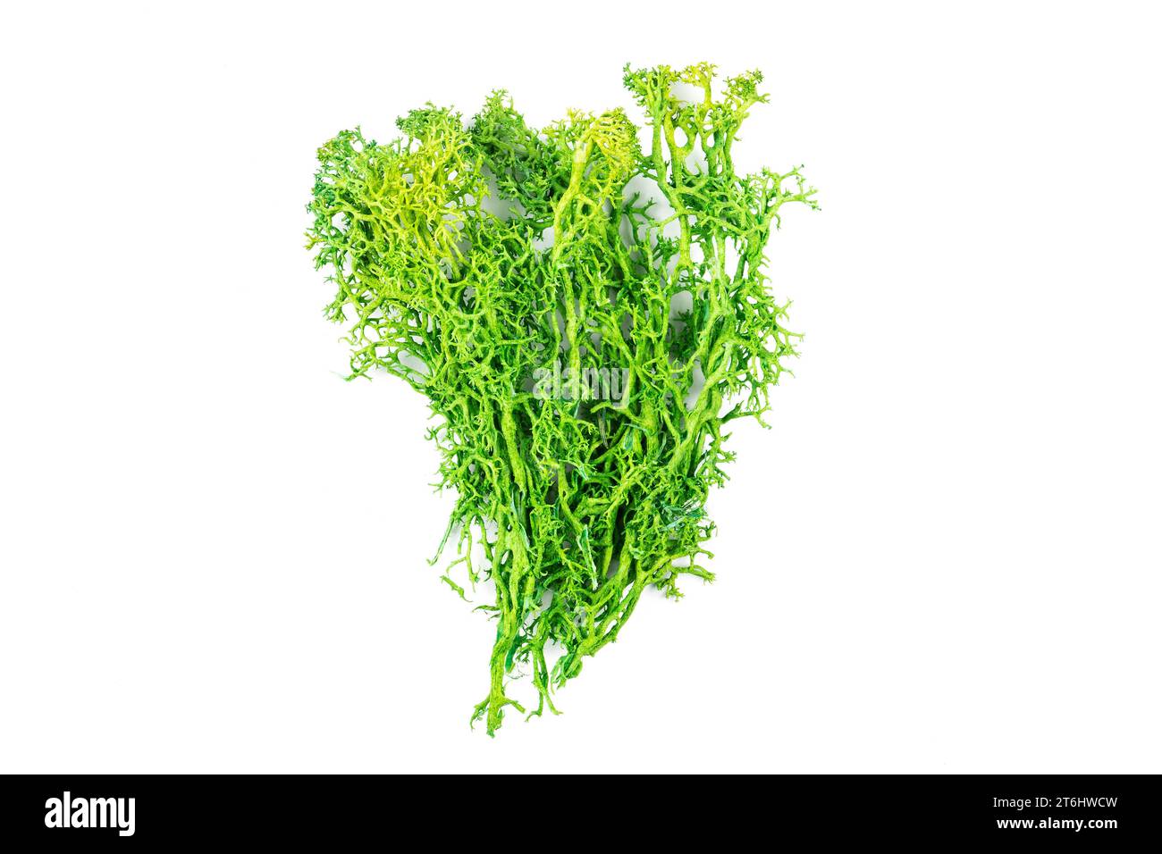 Gros plan lichen de renne sur fond blanc Banque D'Images