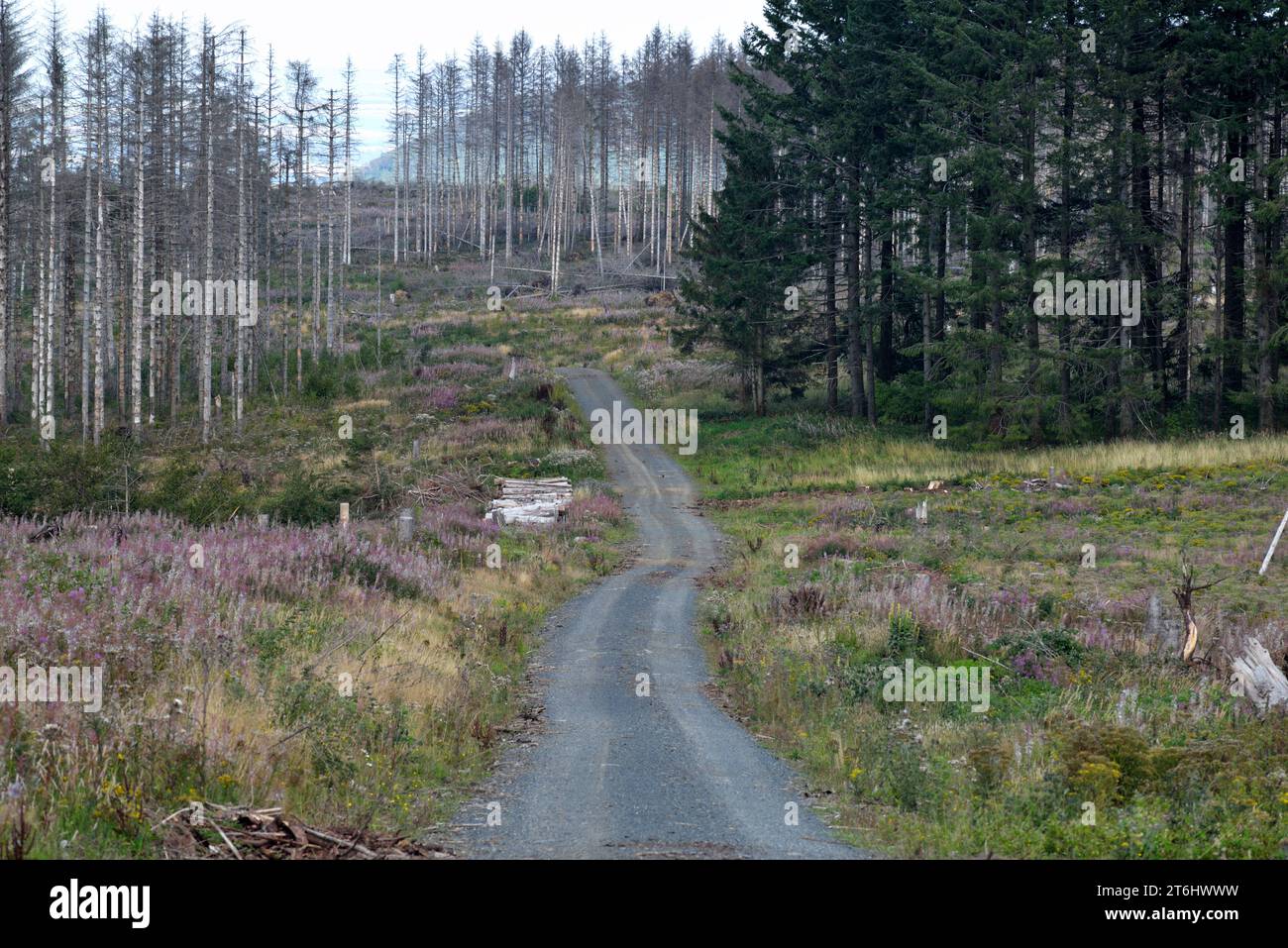 Arbres morts dans les montagnes du Harz Banque D'Images