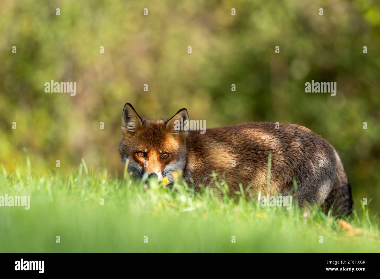 le renard roux dans les tons d'automne Banque D'Images