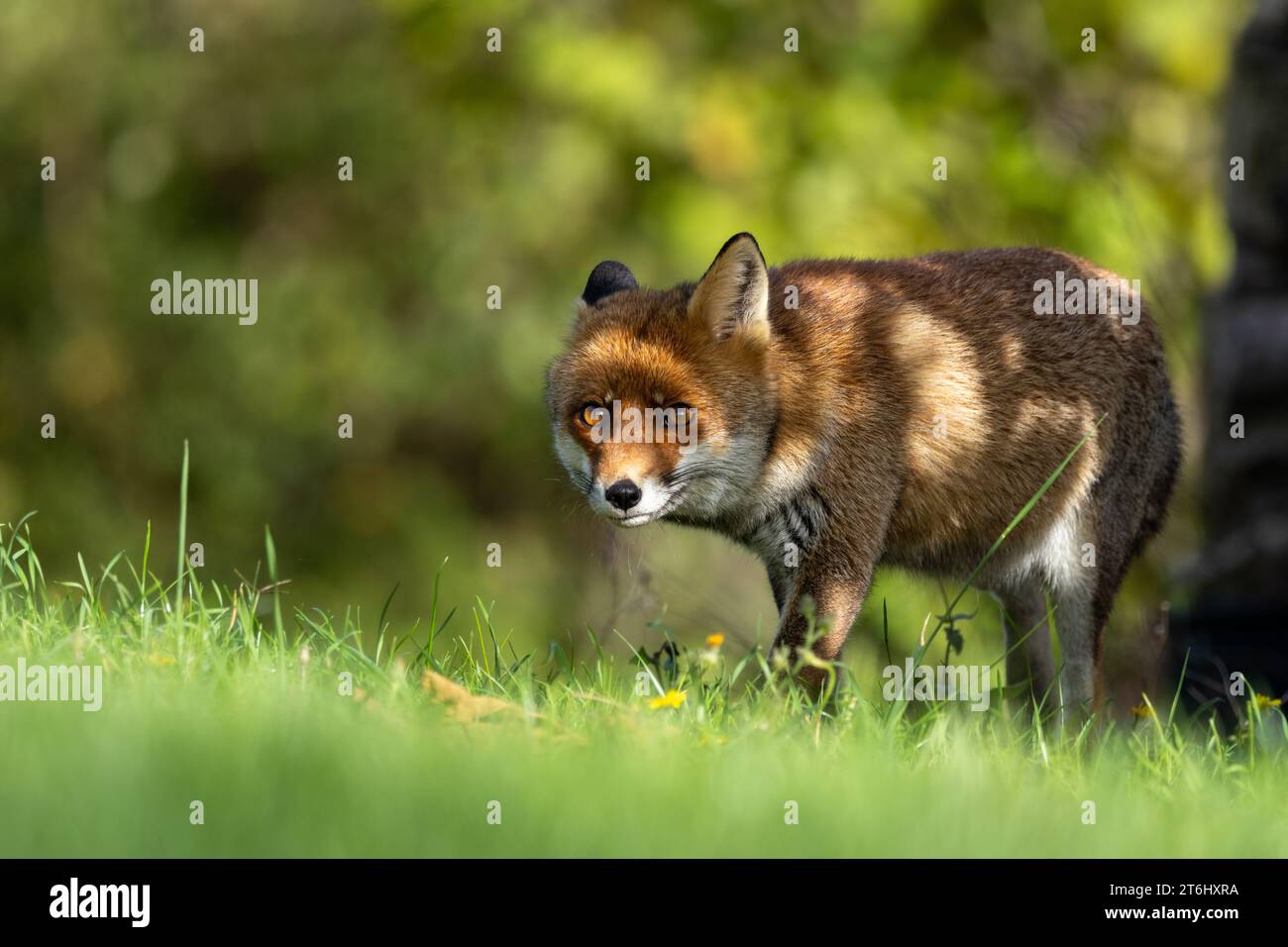 le renard roux dans les tons d'automne Banque D'Images