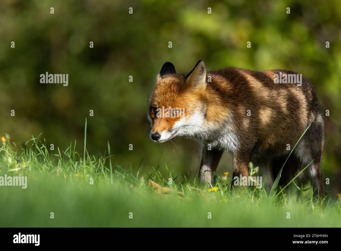 le renard roux dans les tons d'automne Banque D'Images