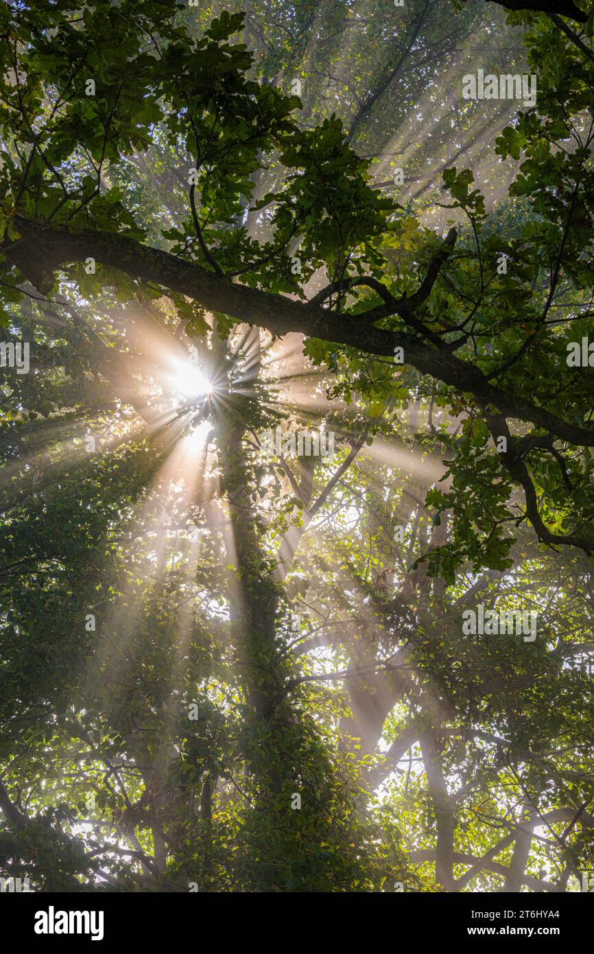 Les rayons du soleil traversent le brouillard sur un chêne, haute-Bavière, Bavière, Allemagne Banque D'Images