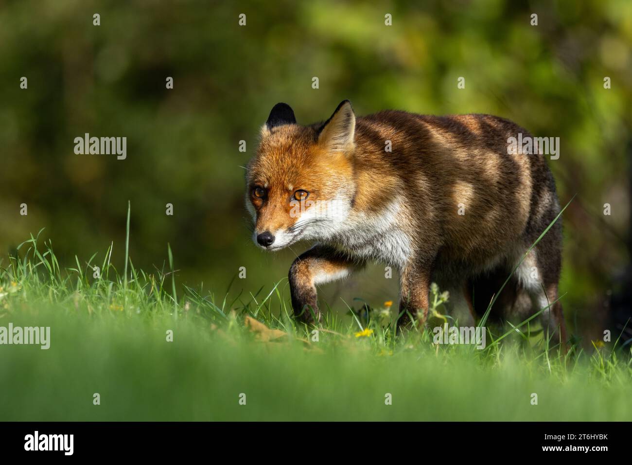 le renard roux dans les tons d'automne Banque D'Images