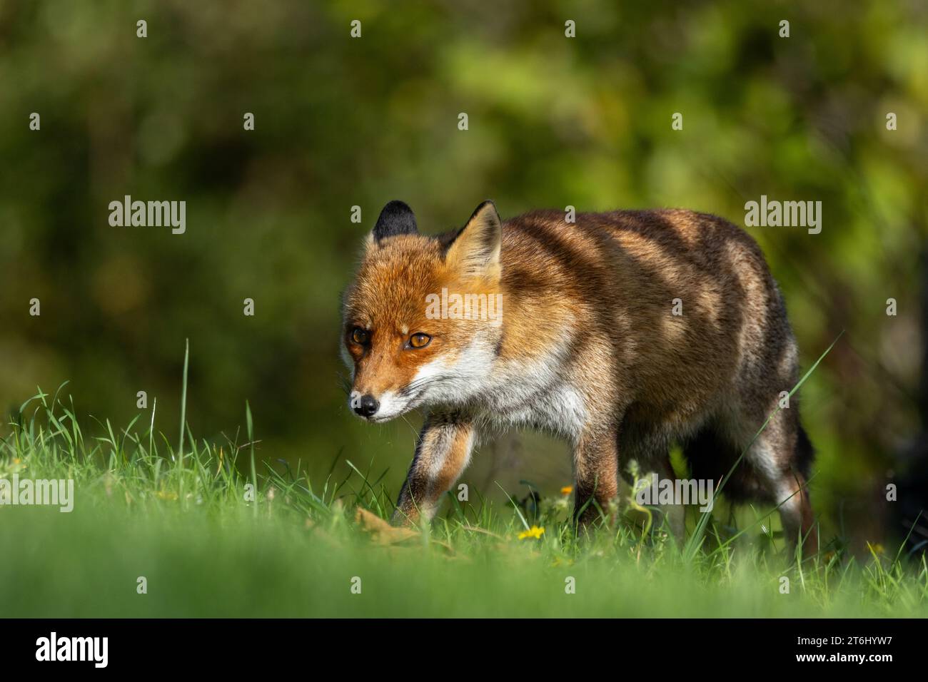 le renard roux dans les tons d'automne Banque D'Images