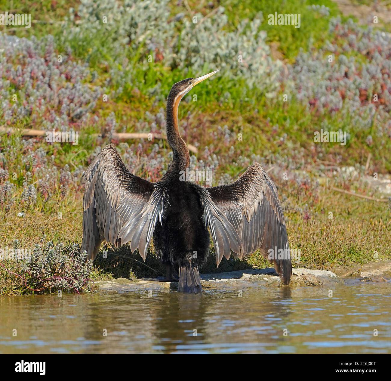 Dard africain (Anhinga rufa), plumage féminin, Port Owen Marina, Velddrif, Cap West Coast. Banque D'Images