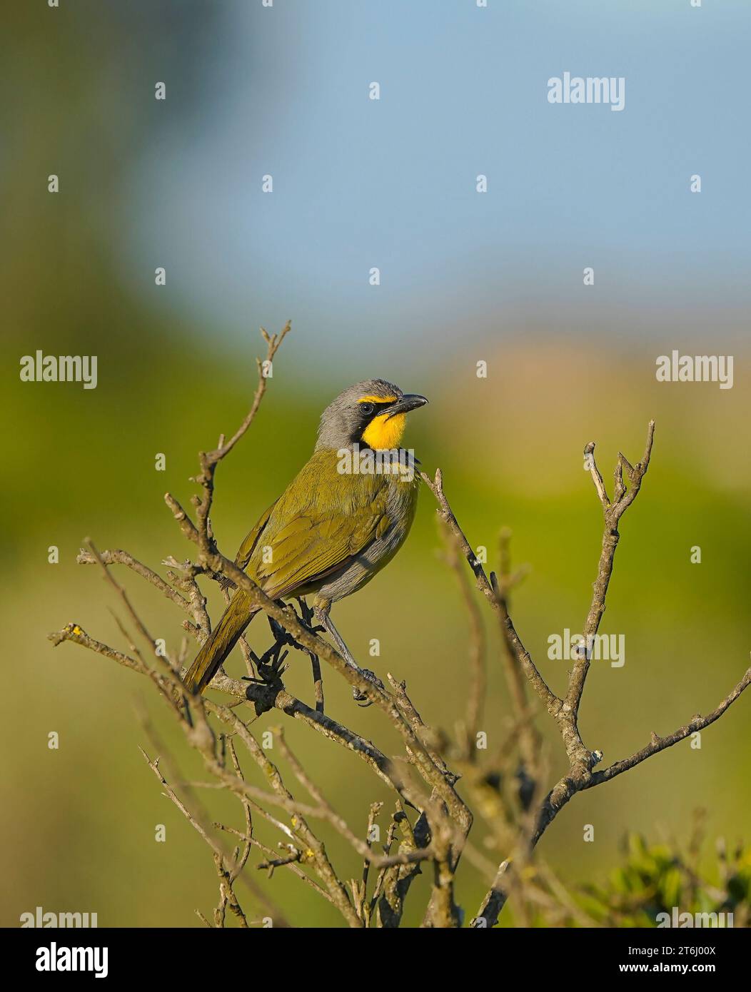 Plumage adulte de Bokmakierie (Telophorus zeylonus), à Velddrif sur la côte ouest du Cap, Afrique du Sud. Banque D'Images