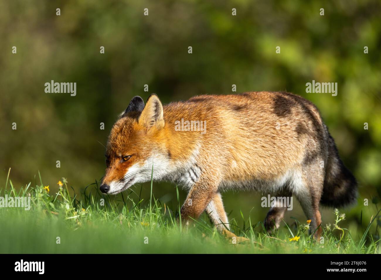 le renard roux dans les tons d'automne Banque D'Images