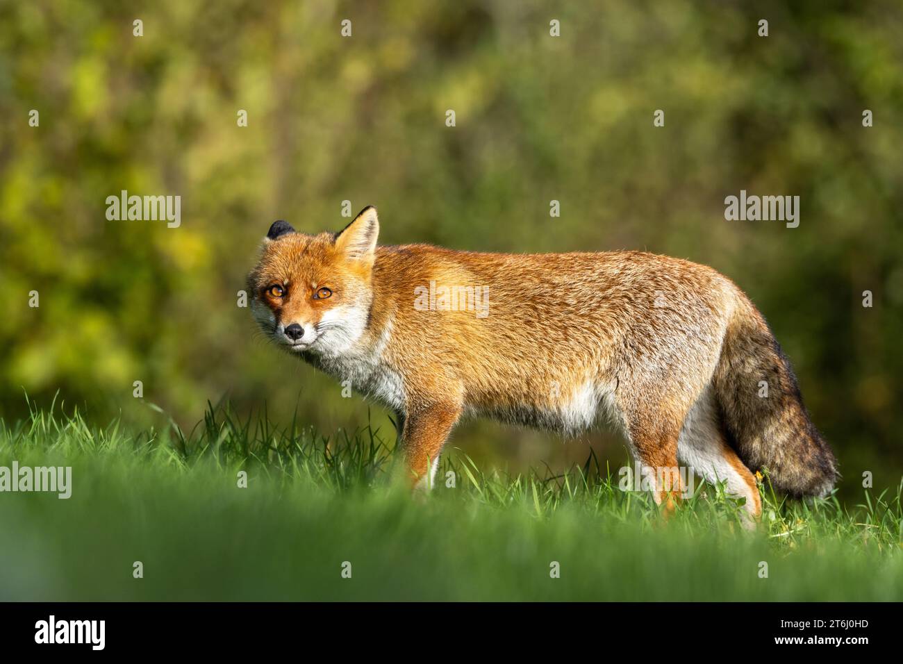 le renard roux dans les tons d'automne Banque D'Images