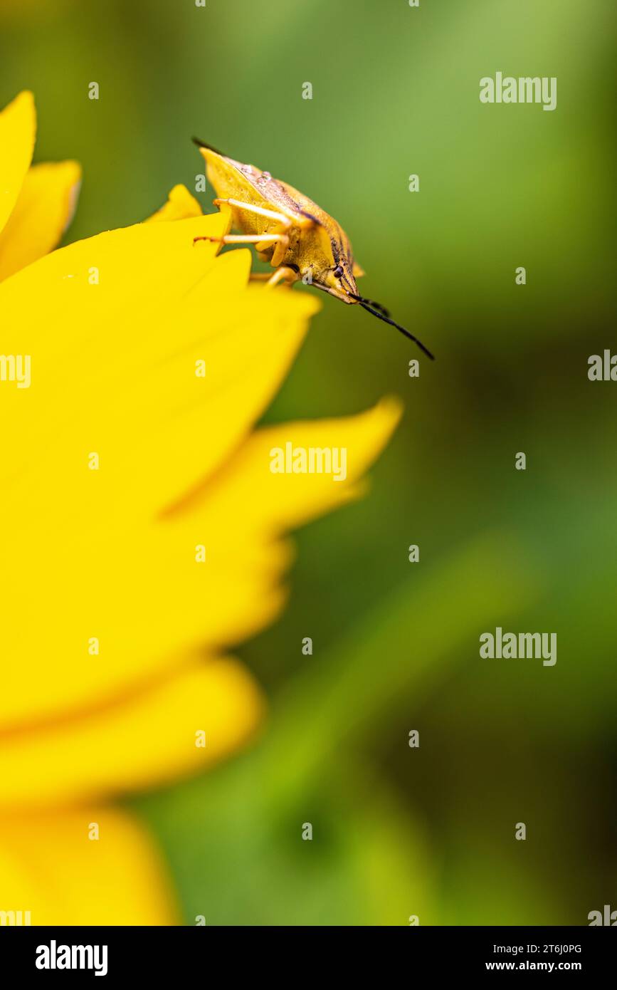 Punaise (Gonocerus akuteangulatus) sur une fleur dans le jardin Banque D'Images