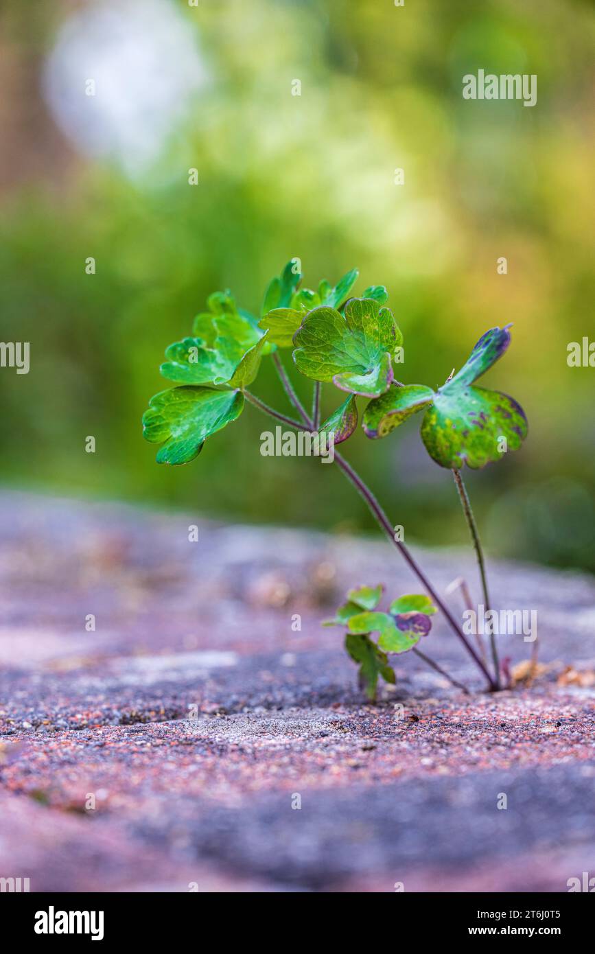 Plante pousse à travers des pavés, symbole d'adaptabilité et de survie, espace urbain Banque D'Images
