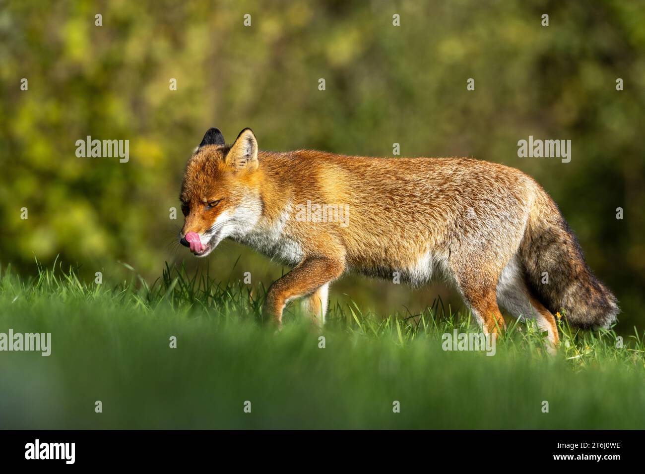 le renard roux dans les tons d'automne Banque D'Images