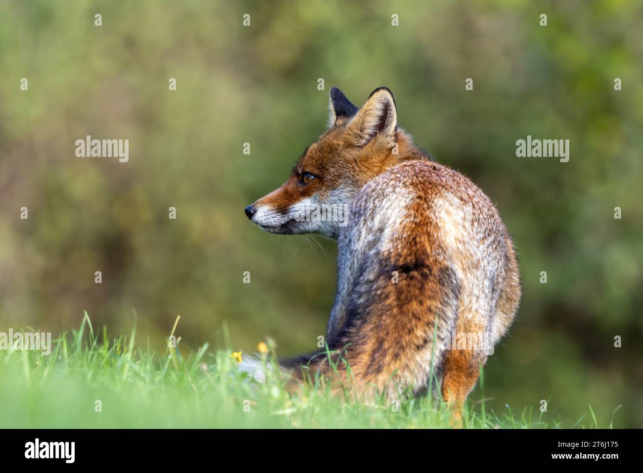 le renard roux dans les tons d'automne Banque D'Images