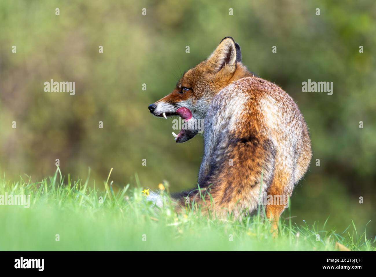 le renard roux dans les tons d'automne Banque D'Images