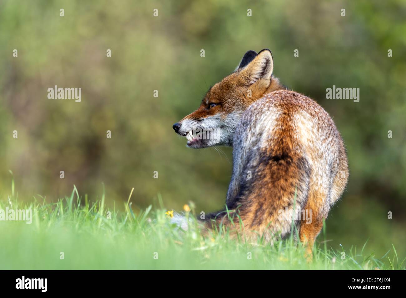 le renard roux dans les tons d'automne Banque D'Images