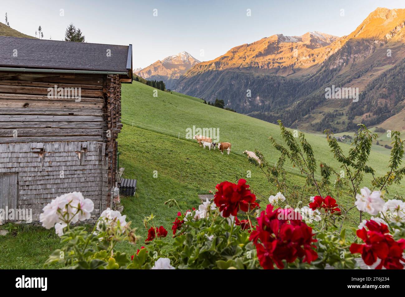 Vaches sur les pâturages alpins, lever du soleil, Fröstlberg dans la vallée du Rauris avec vue sur les montagnes, Schafkarkopf, 2727 m, Edlenkopf, 2924 m, Ritterkopf, 3006 m, Rauris, Pinzgau, Autriche Banque D'Images