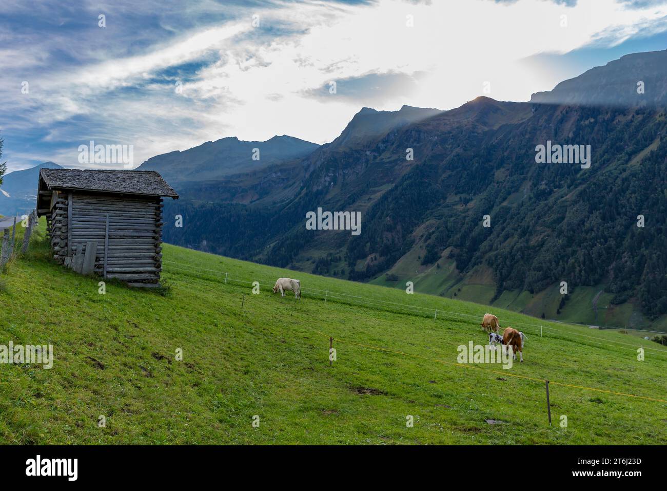Vaches sur les pâturages alpins, coucher de soleil, Fröstlberg à Raurisertal avec vue sur les montagnes, Hoher Sonnblick, 3106 m, Ritterkopf, 3006 m, Rauris, Pinzgau, Salzburger Land, Autriche Banque D'Images