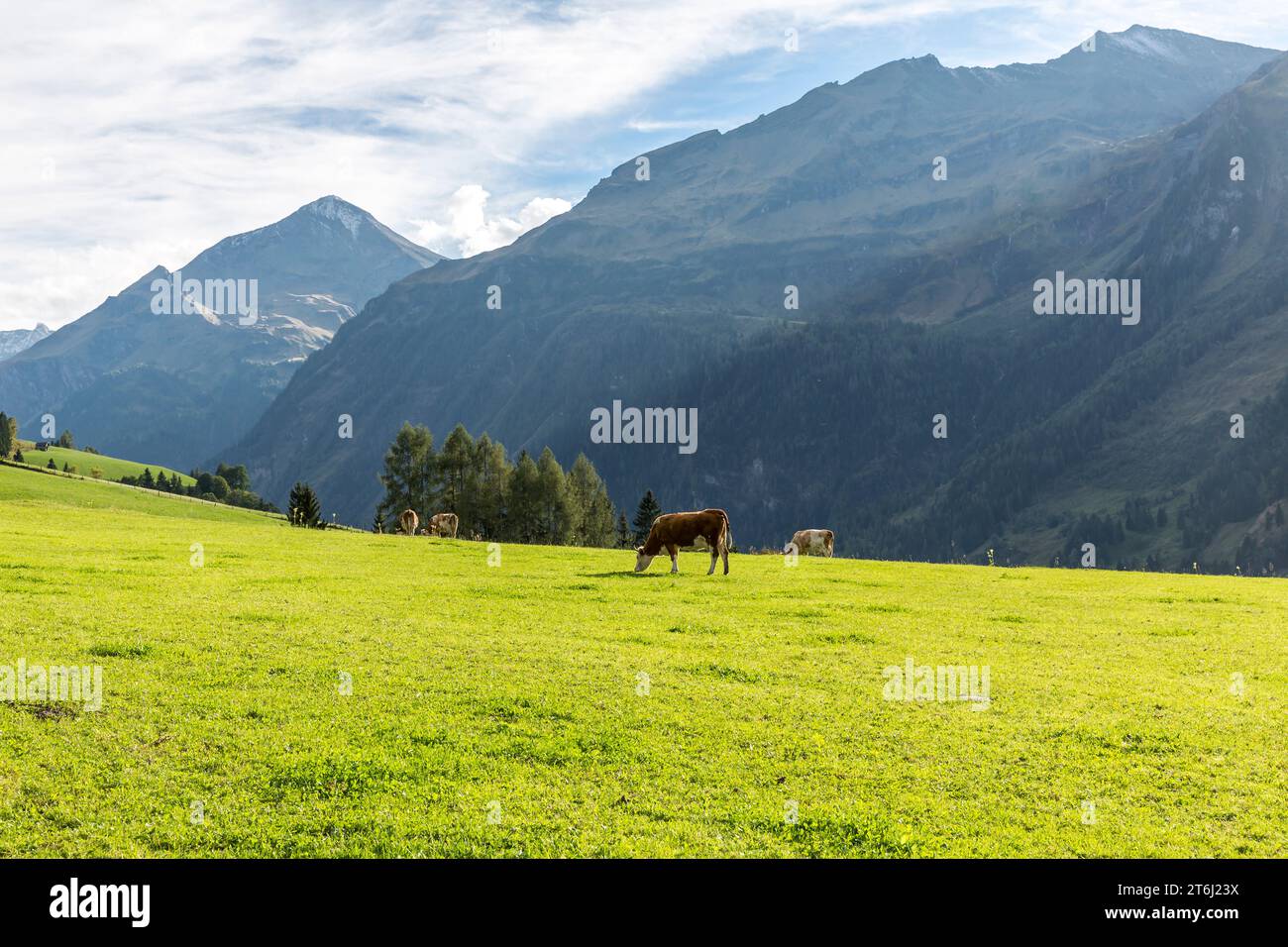 Vaches sur les pâturages de montagne, Fröstlberg in Raurisertal, Hoher Sonnblick, 3106 m, Ritterkopf, 3006 m, Edlenkopf, 2924 m, Rauris, Pinzgau, Salzburger Land, Autriche Banque D'Images