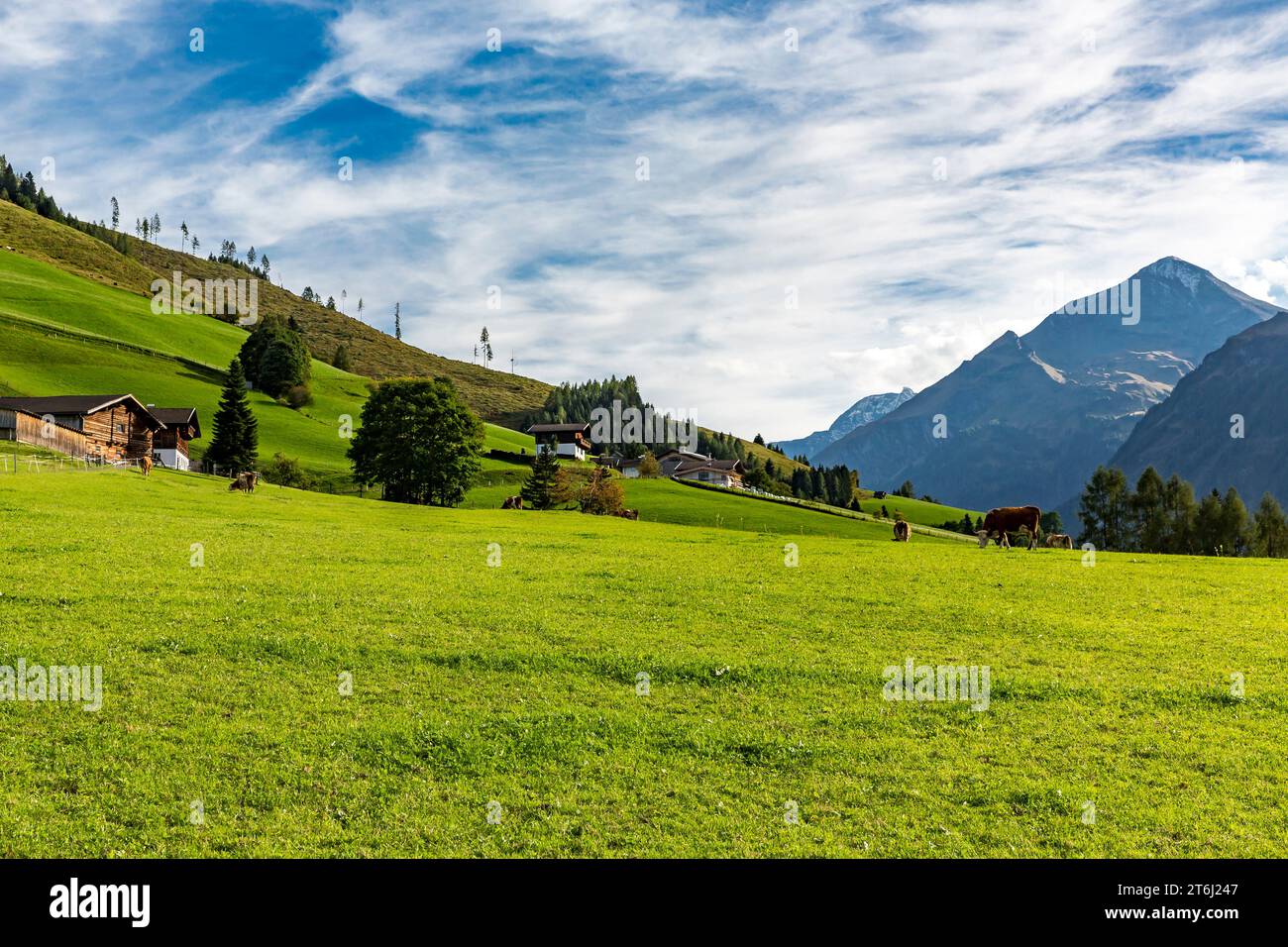 Vaches sur les pâturages alpins, Fröstlberg in Raurisertal avec vue sur les montagnes, Hoher Sonnblick, 3106 m, Ritterkopf, 3006 m, Rauris, Pinzgau, Salzburger Land, Autriche Banque D'Images