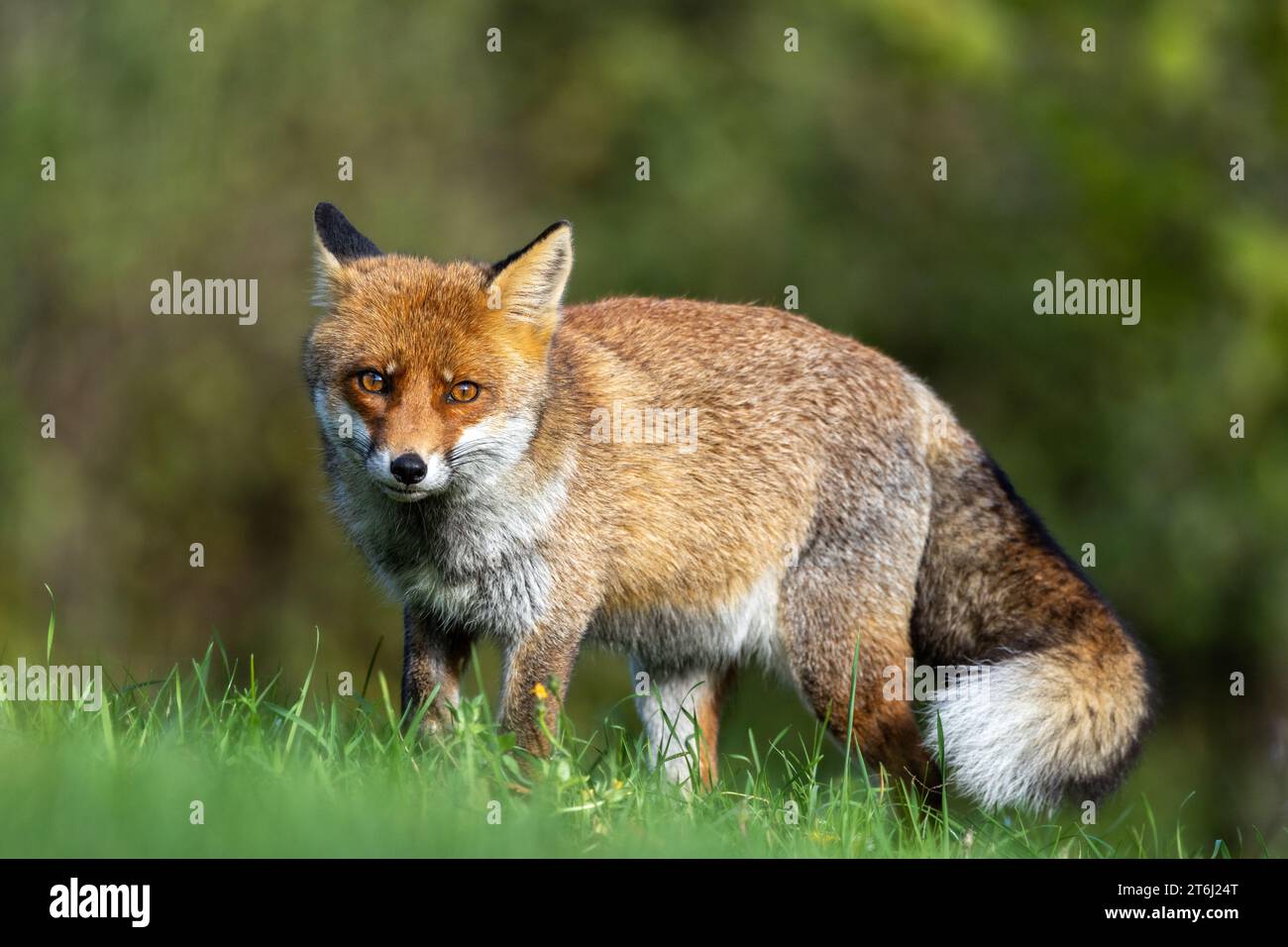 le renard roux dans les tons d'automne Banque D'Images