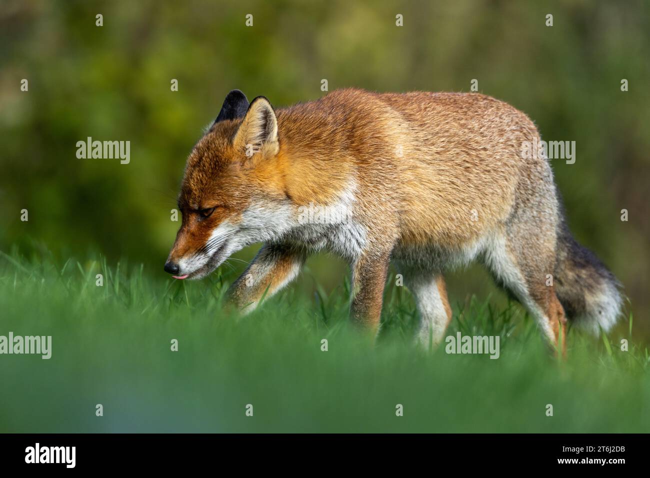 le renard roux dans les tons d'automne Banque D'Images