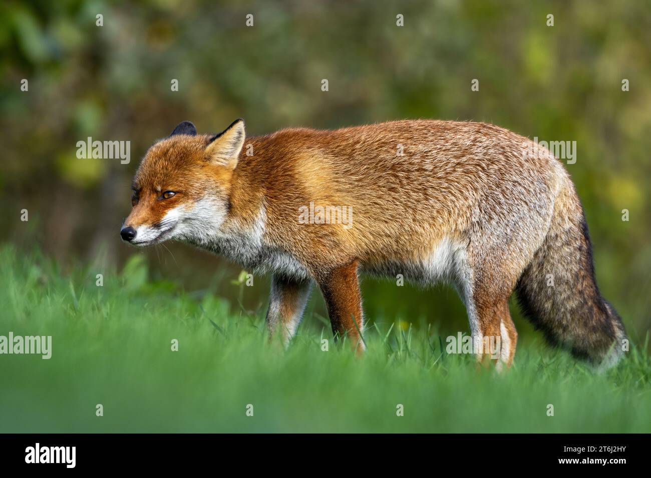 le renard roux dans les tons d'automne Banque D'Images