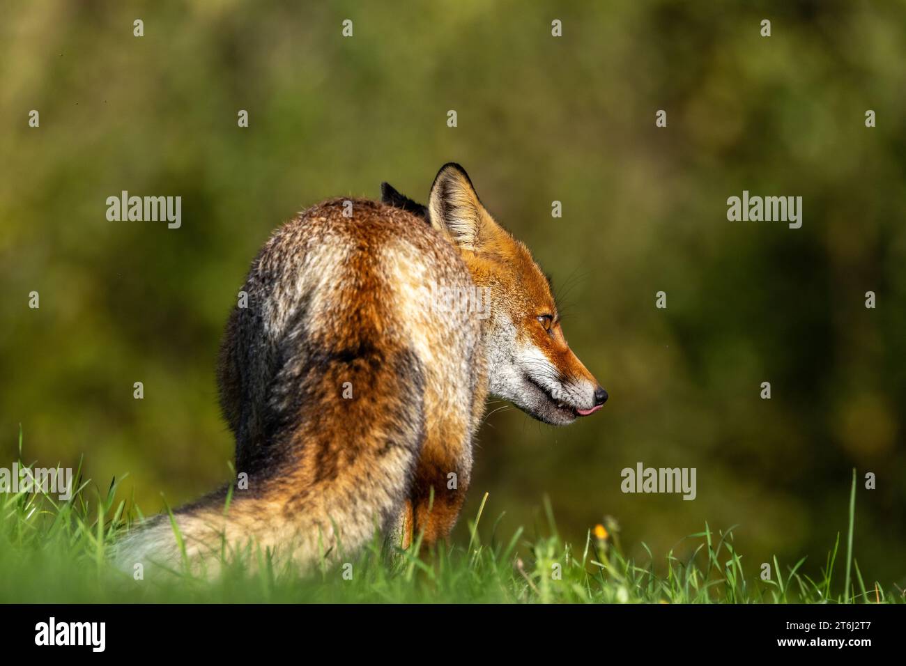 le renard roux dans les tons d'automne Banque D'Images