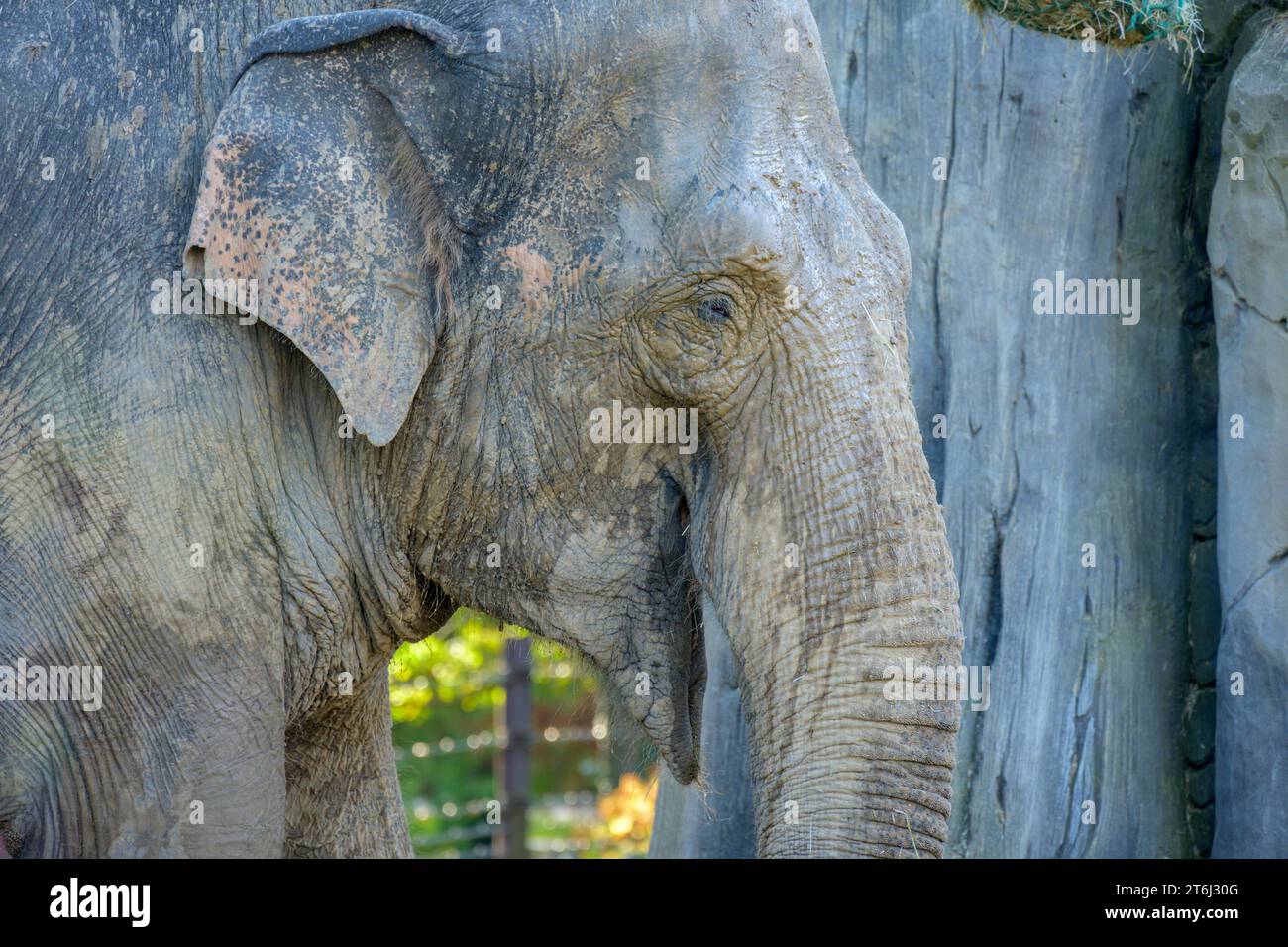 Allemagne, Baden-Wuerttemberg, Karlsruhe, éléphant indien au zoo. Banque D'Images