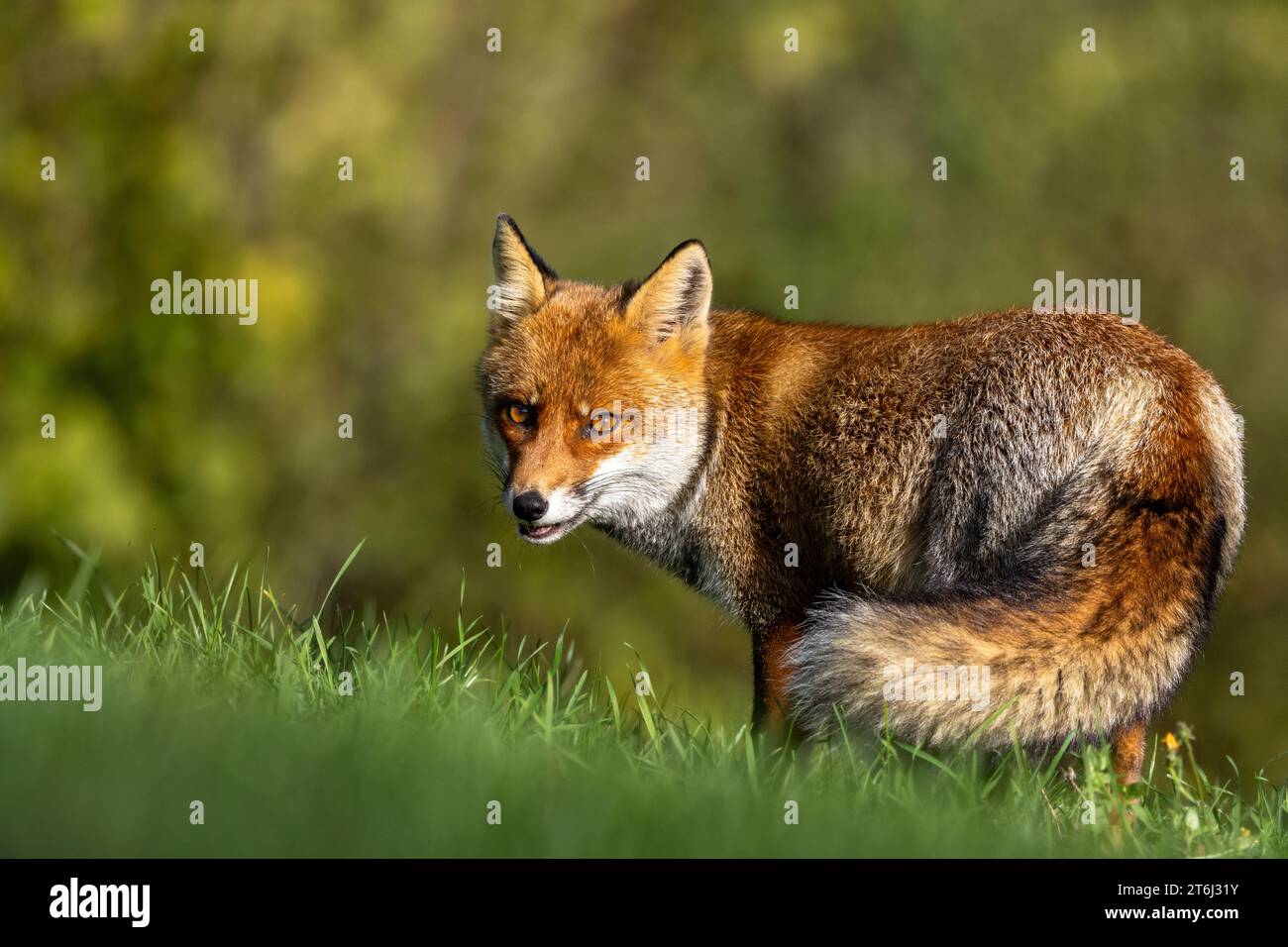 le renard roux dans les tons d'automne Banque D'Images