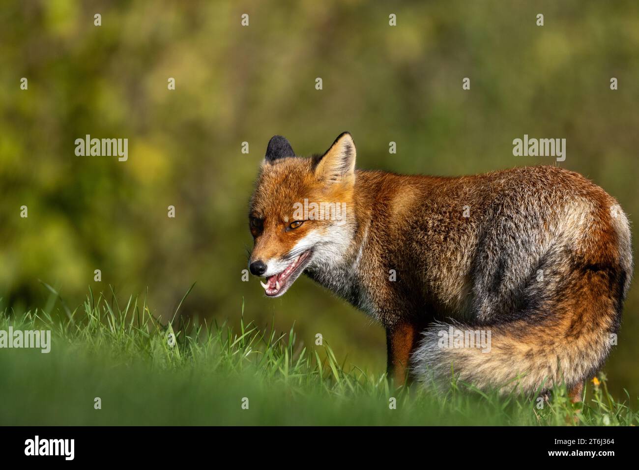 le renard roux dans les tons d'automne Banque D'Images