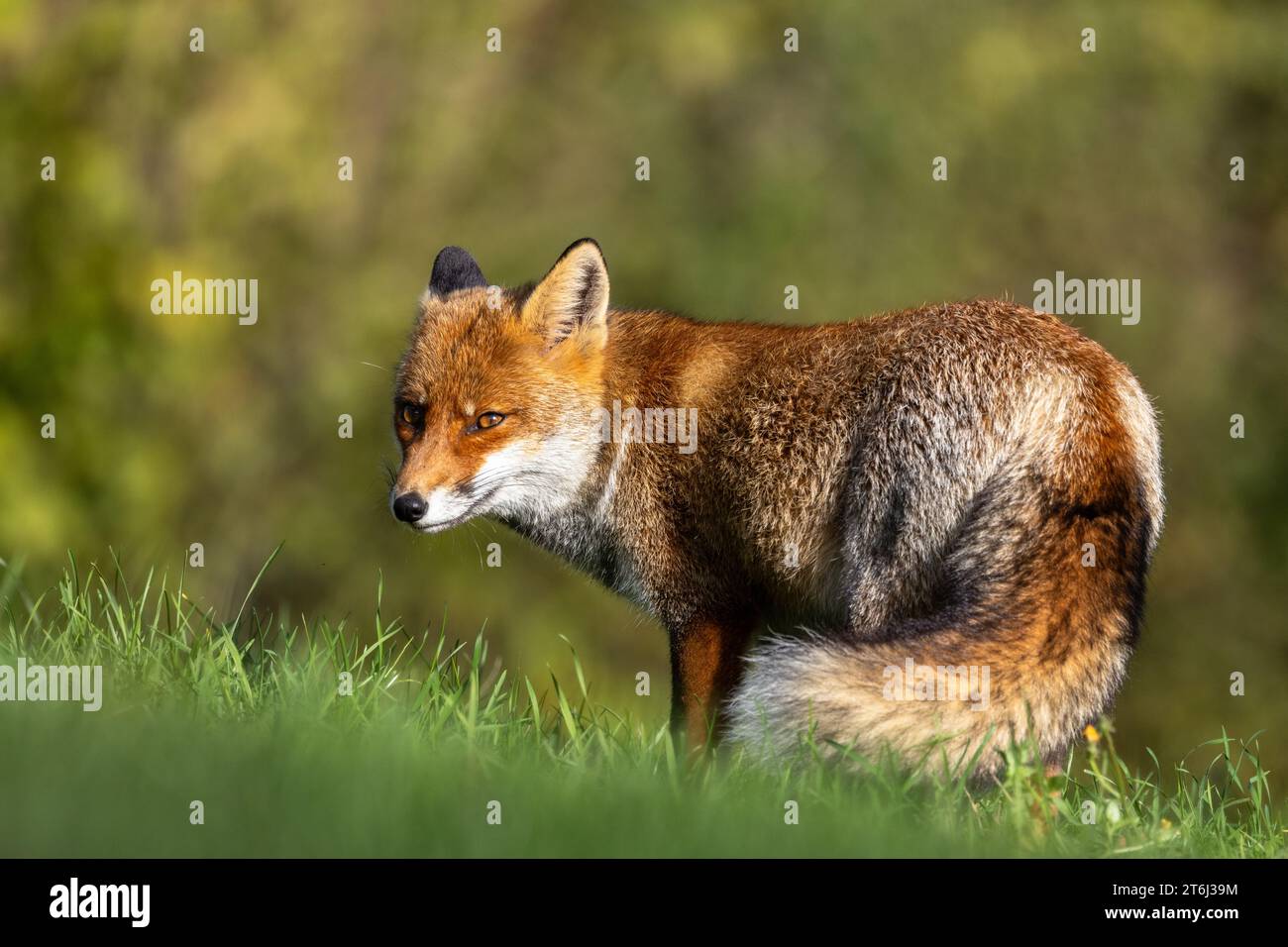 le renard roux dans les tons d'automne Banque D'Images