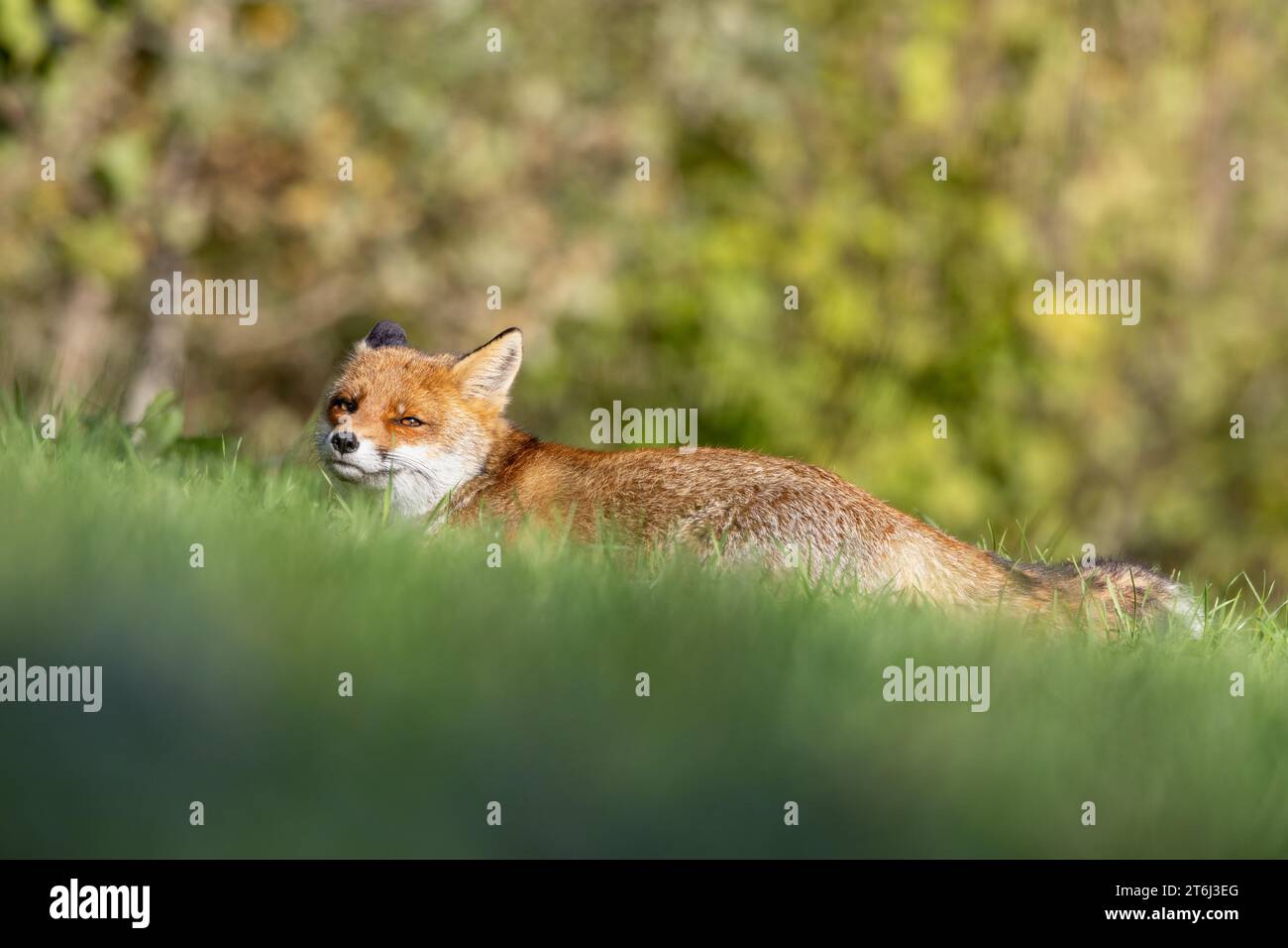 le renard roux dans les tons d'automne Banque D'Images