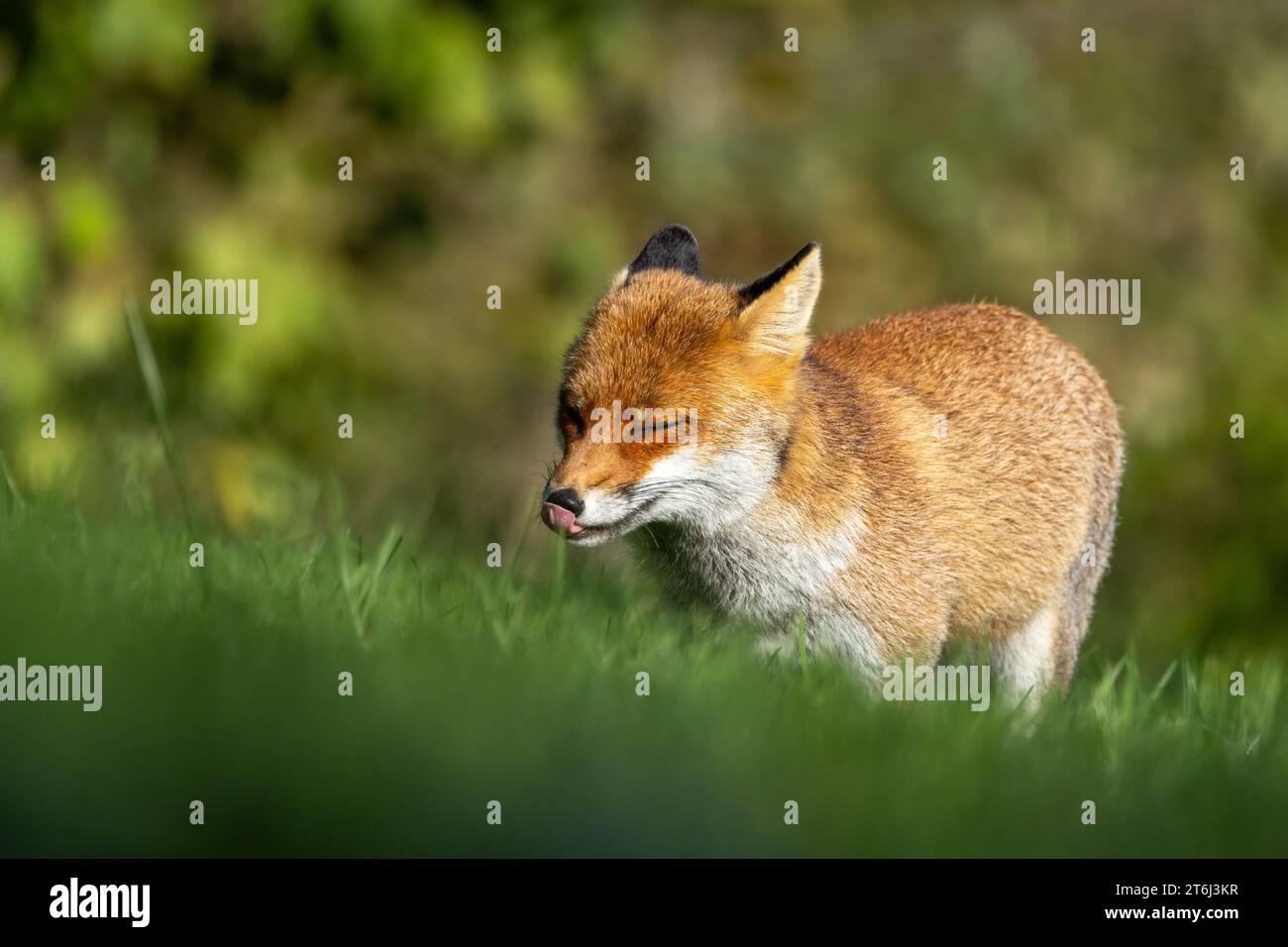 le renard roux dans les tons d'automne Banque D'Images