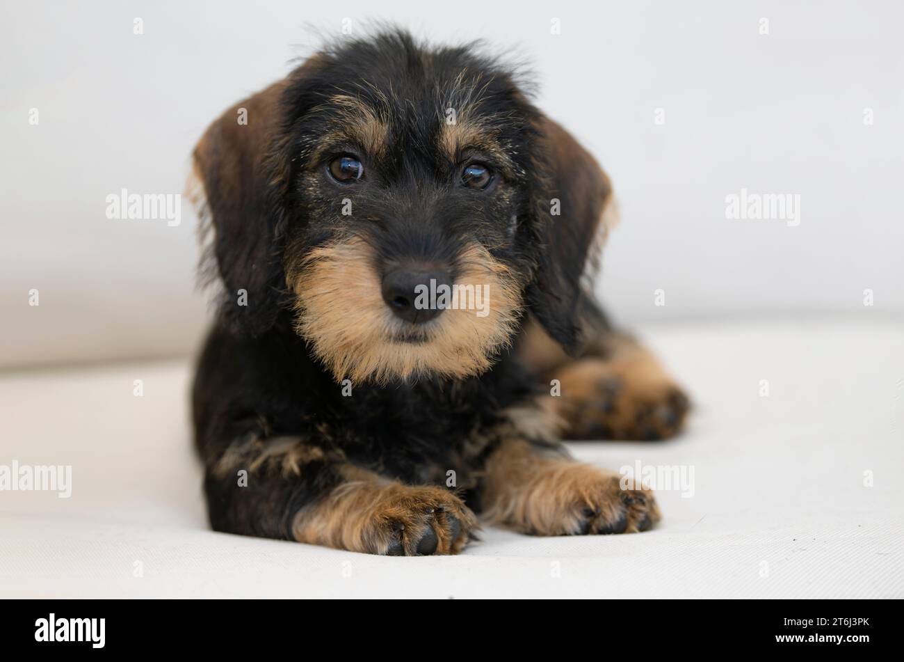 Teckel aux cheveux rugueux, femelle, chiot, 12 semaines, couché sur une couverture, canapé, blanc Banque D'Images