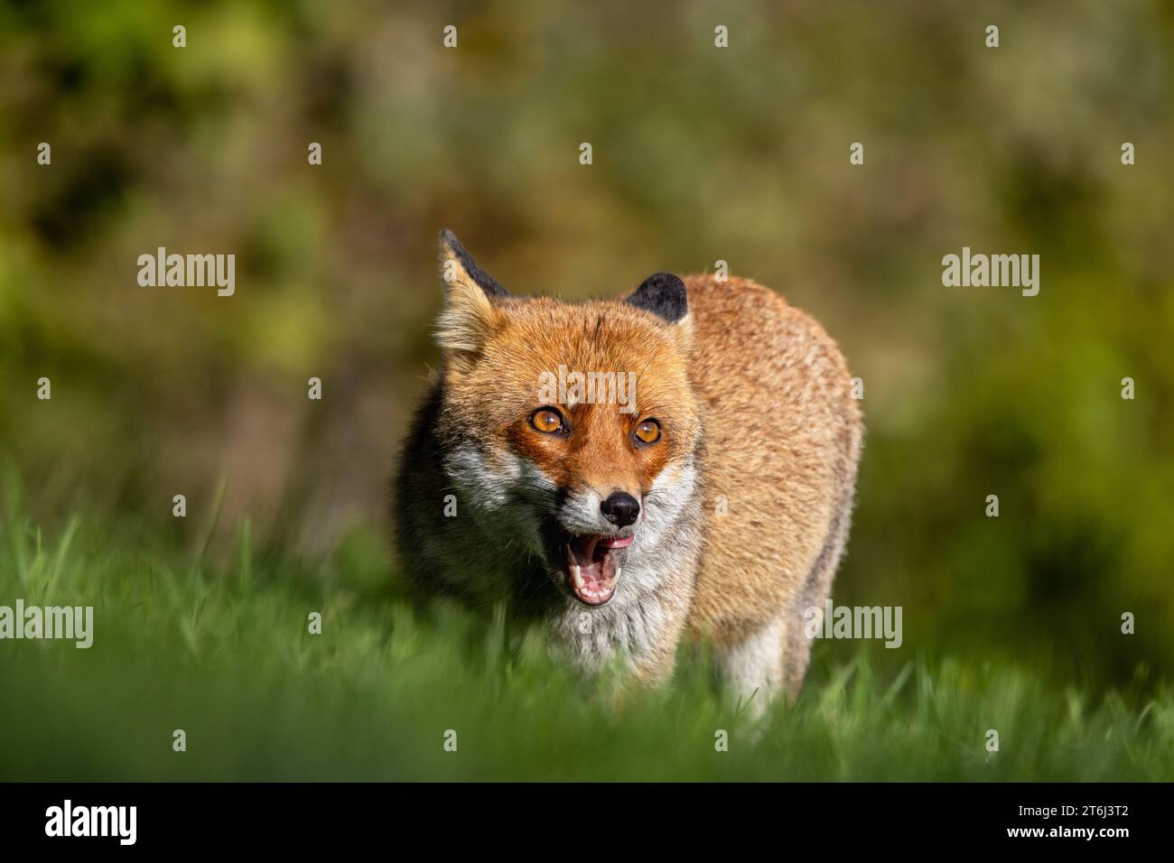 le renard roux dans les tons d'automne Banque D'Images