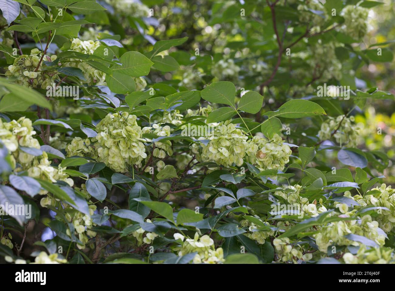 Lederstrauch, Kleeulme, Hopfenstrauch, Frucht, Früchte, Ptelea trifoliata, hoptree commune, hoptree, cendre de gaufrette, cendre puante, skunk bush, fruit Banque D'Images